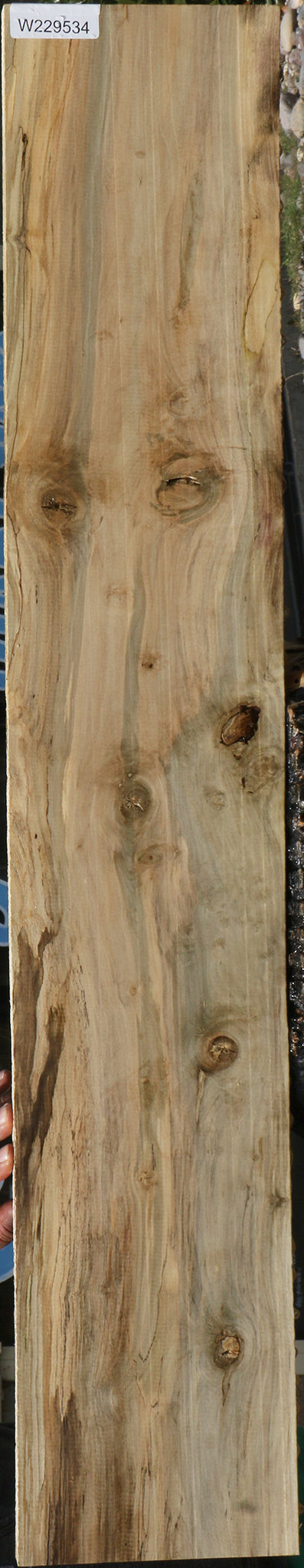 Spalted Holly Lumber