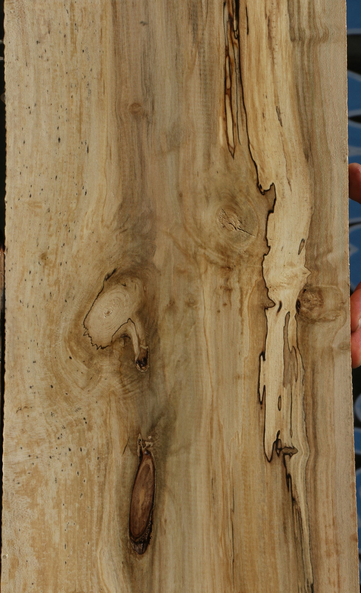 Spalted Holly Lumber