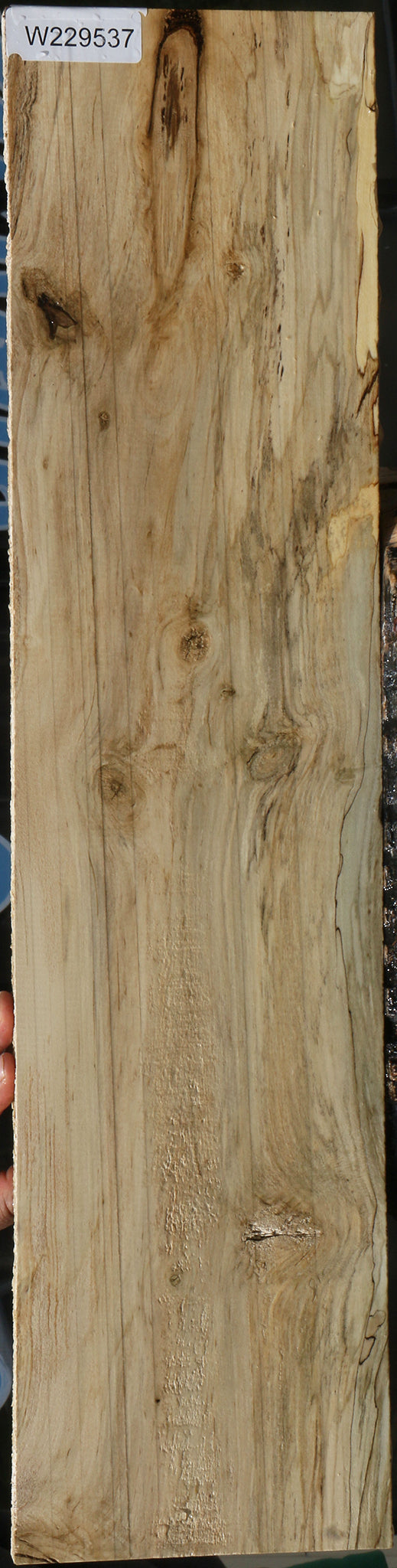 Spalted Holly Lumber