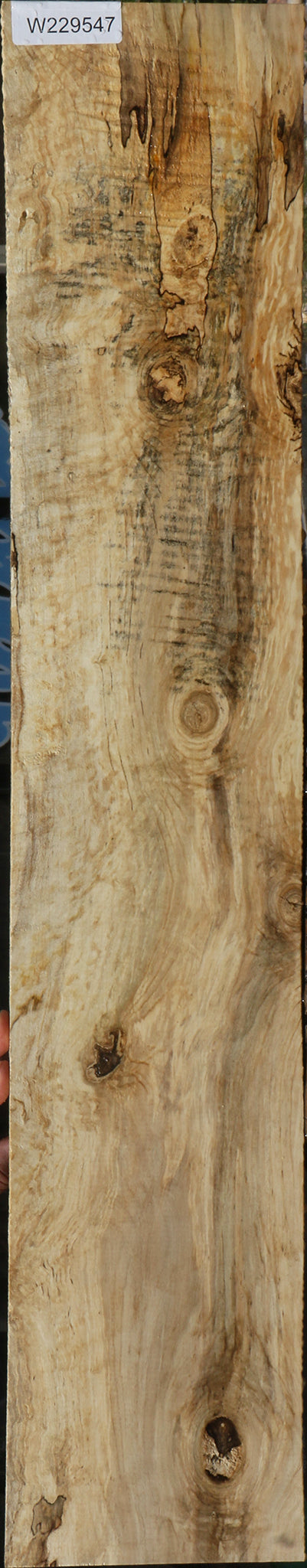 Exhibition Spalted Holly Lumber