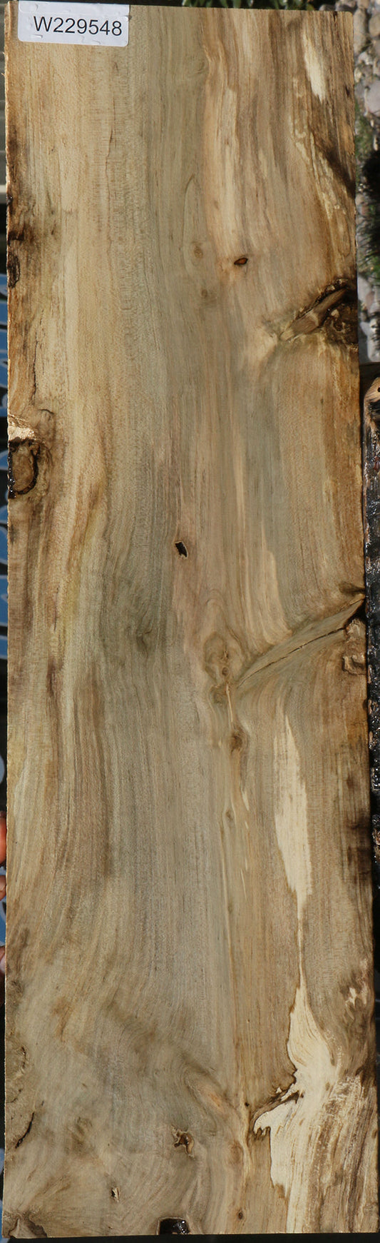 Spalted Holly Lumber