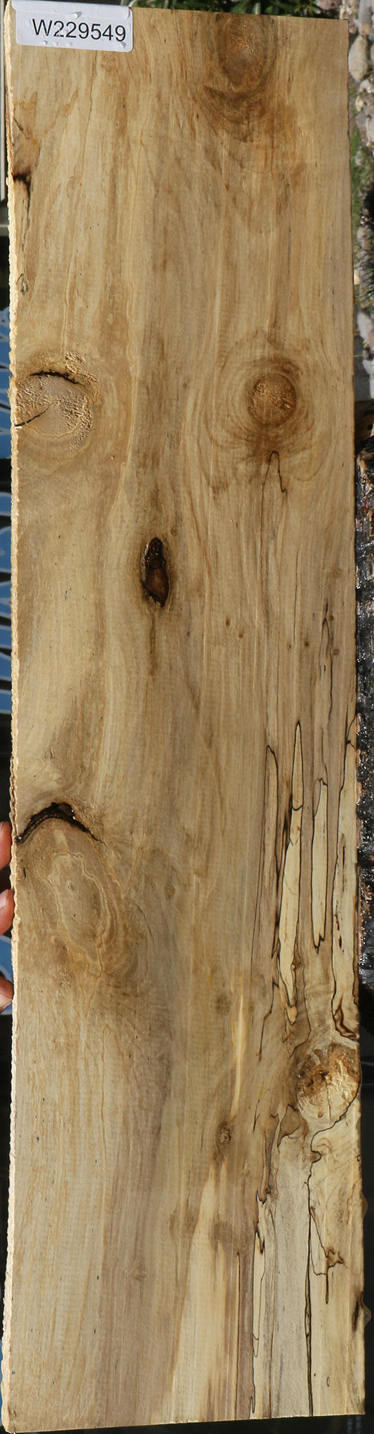 Spalted Holly Lumber