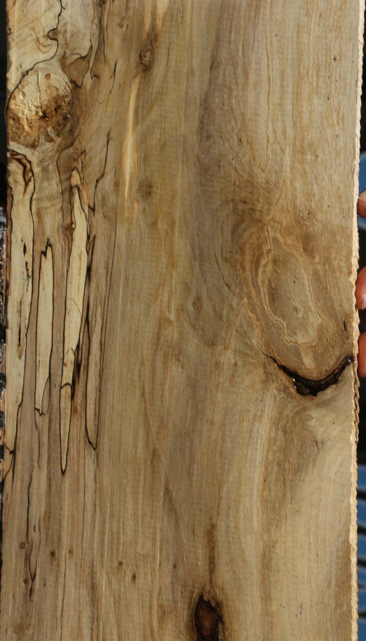 Spalted Holly Lumber