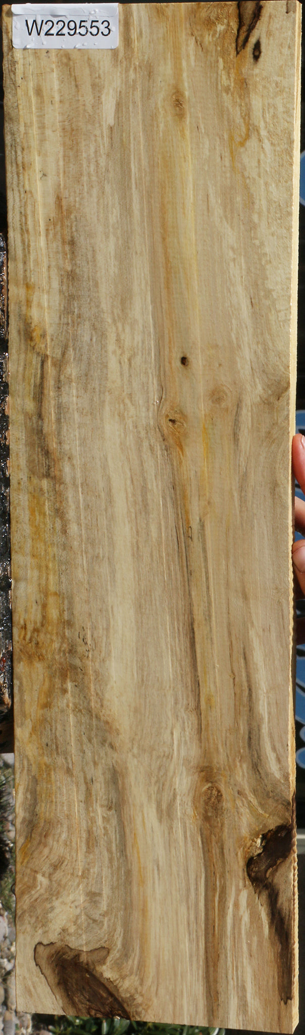 Spalted Holly Lumber