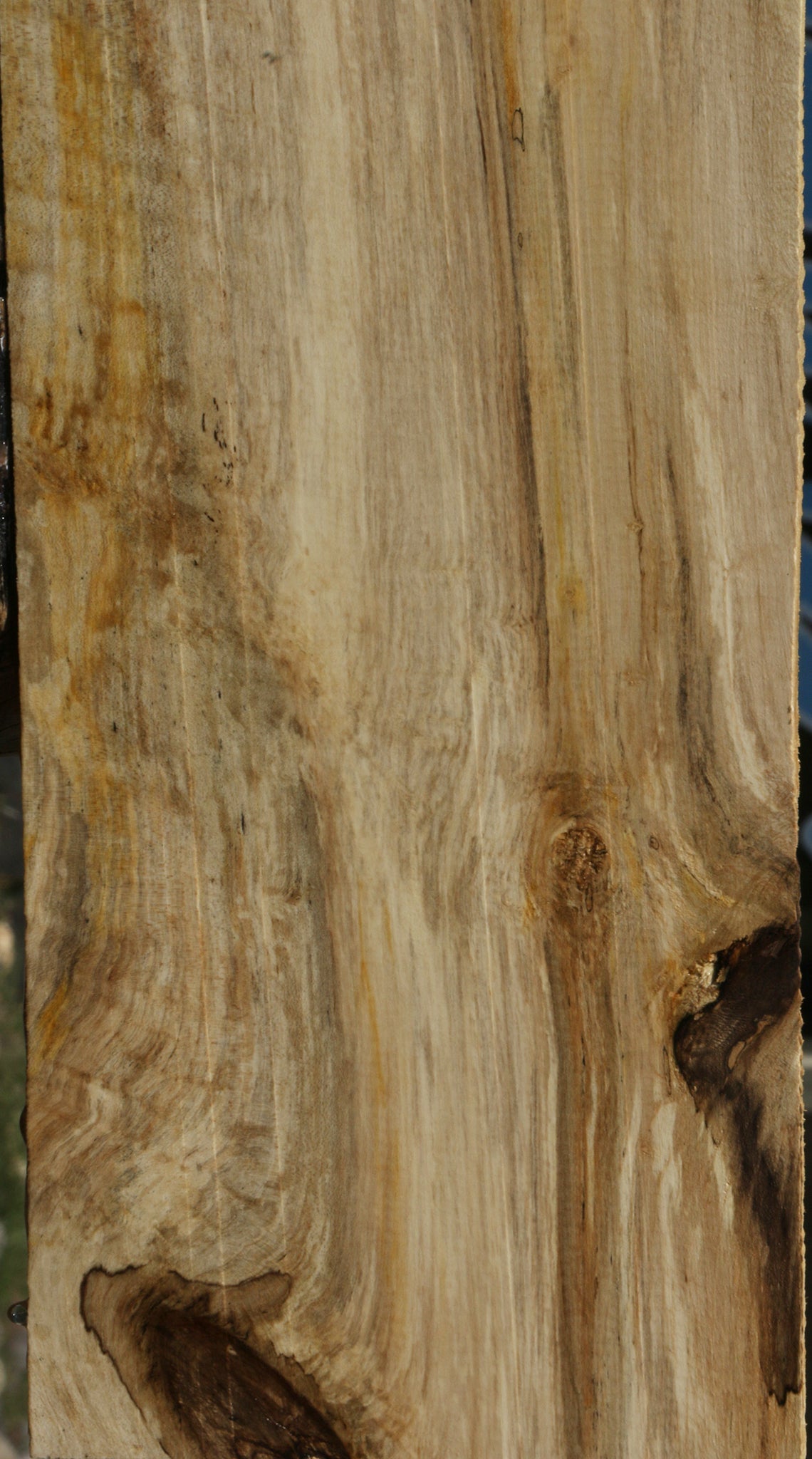 Spalted Holly Lumber