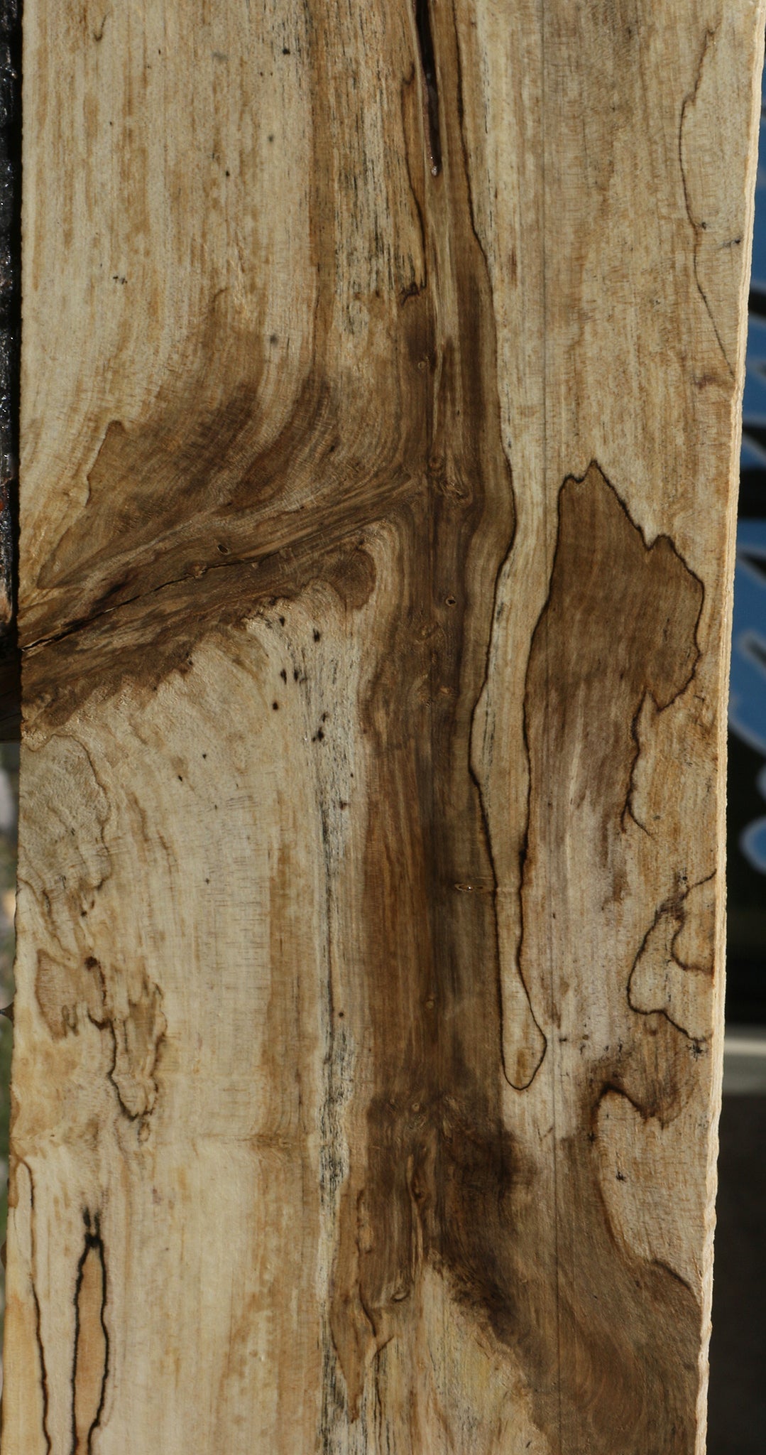Spalted Holly Lumber