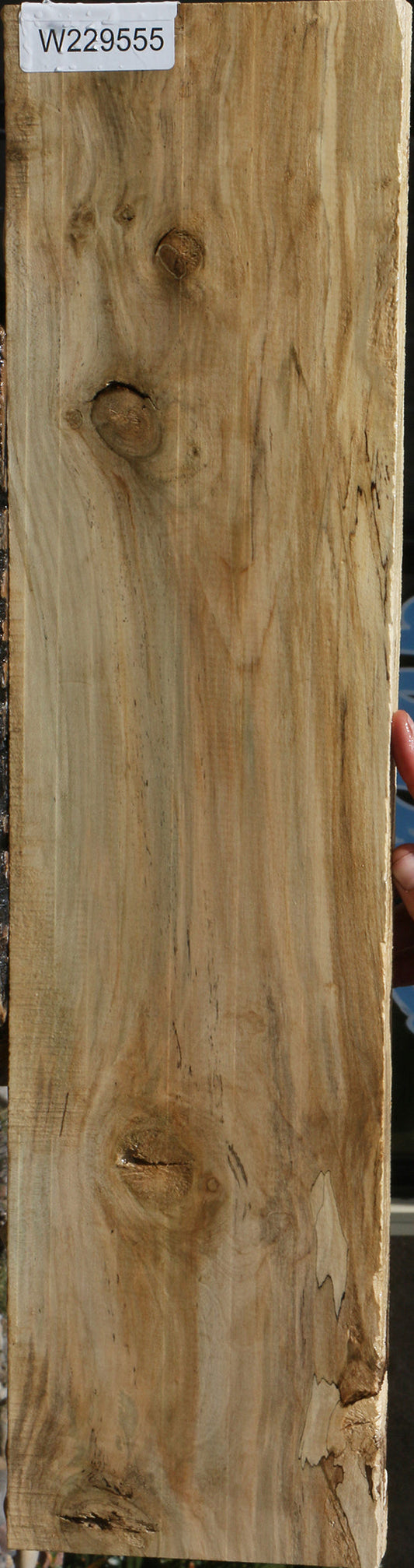 Spalted Holly Lumber
