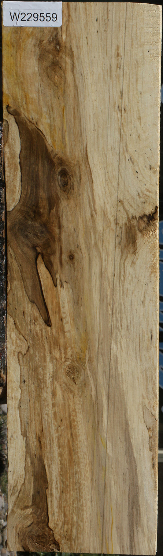 Spalted Holly Lumber