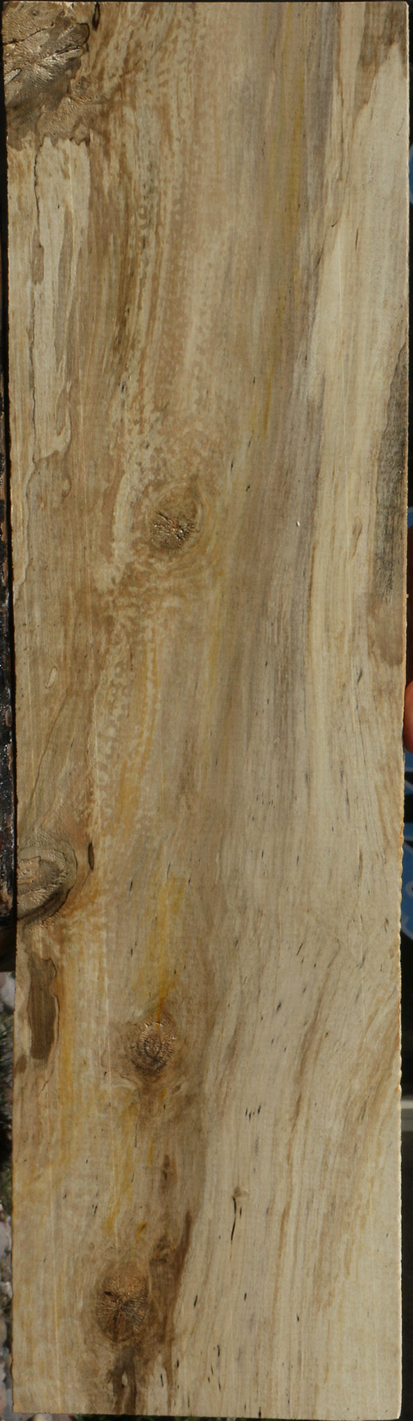 Spalted Holly Lumber