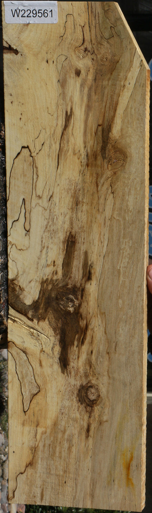 Spalted Holly Lumber
