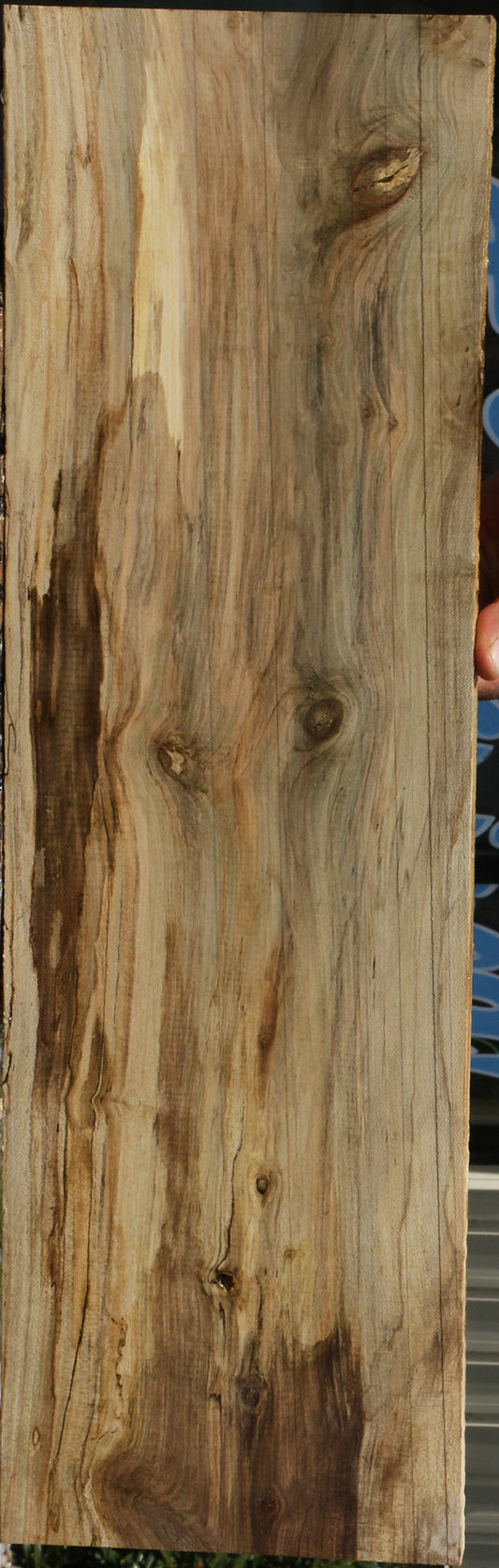 Spalted Holly Lumber