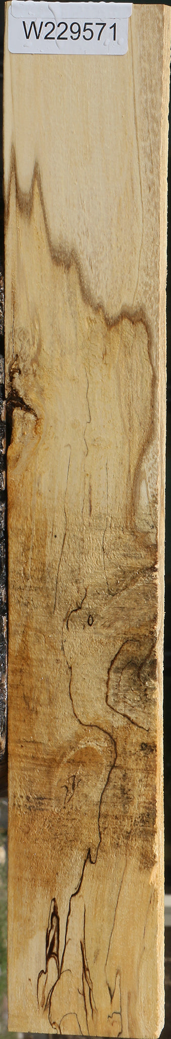 Spalted Holly Lumber