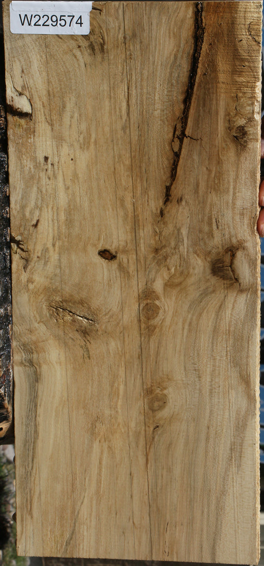 Spalted Holly Lumber