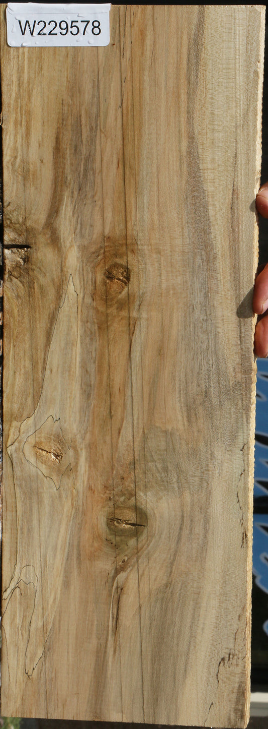 Spalted Holly Lumber