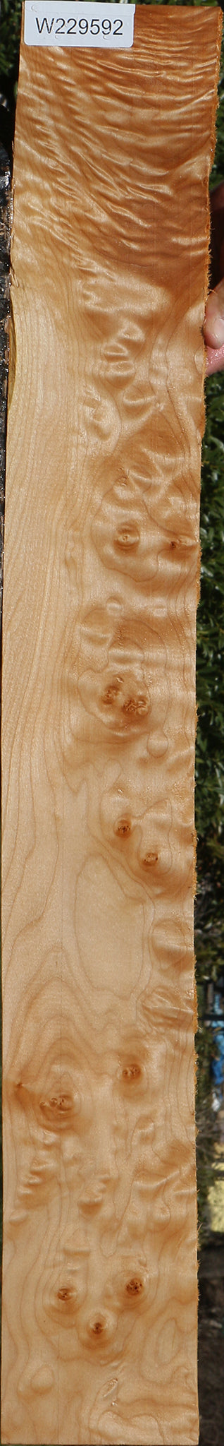 Quilted Maple Lumber