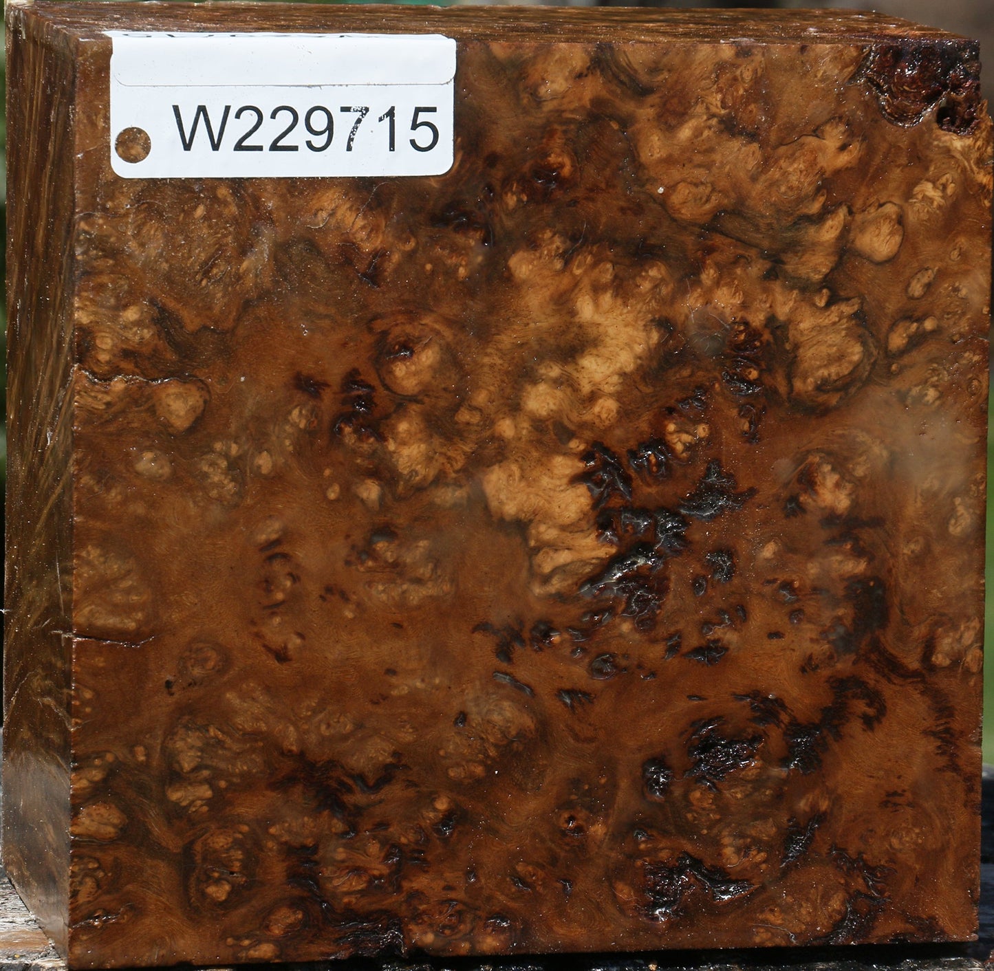 Rustic Almond Burl Bowl Blank