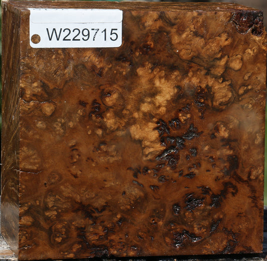 Rustic Almond Burl Bowl Blank