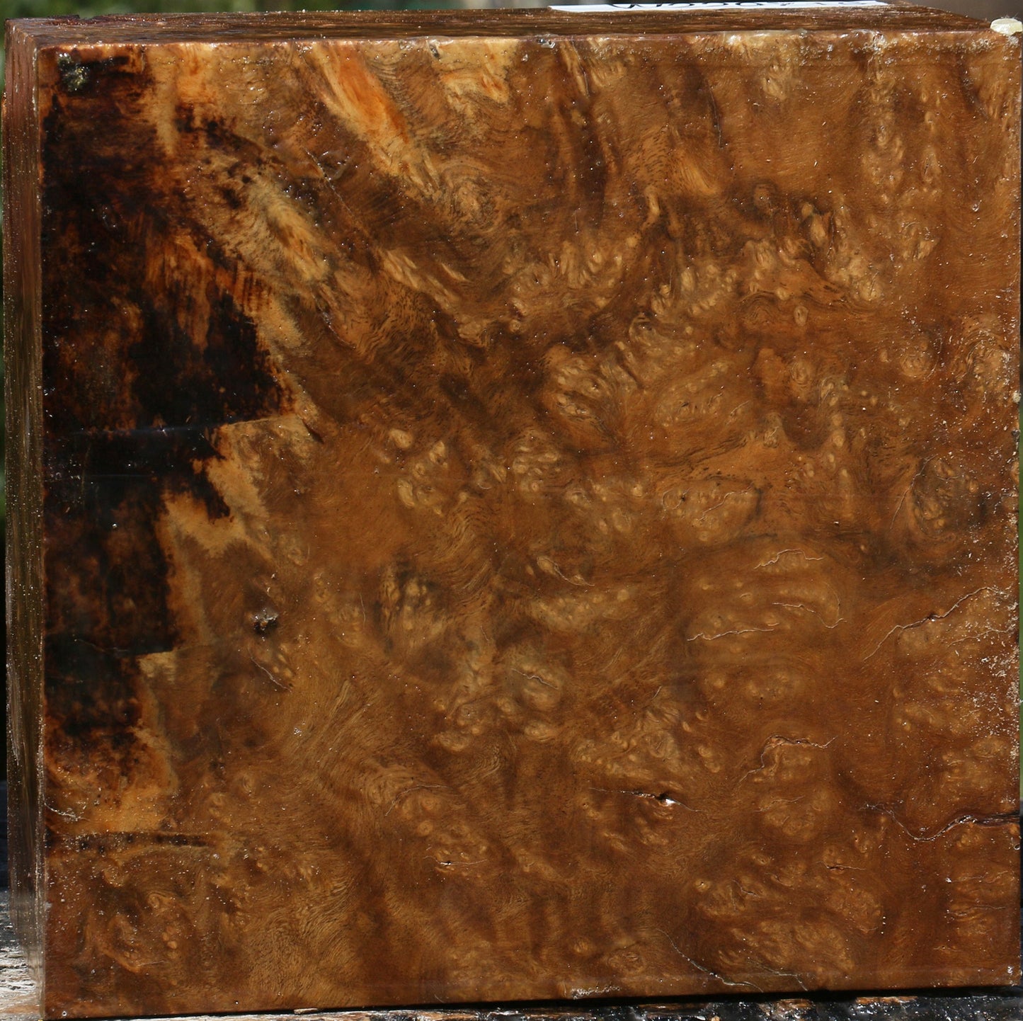 Rustic Almond Burl Bowl Blank