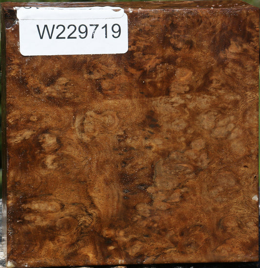 Almond Burl Bowl Blank