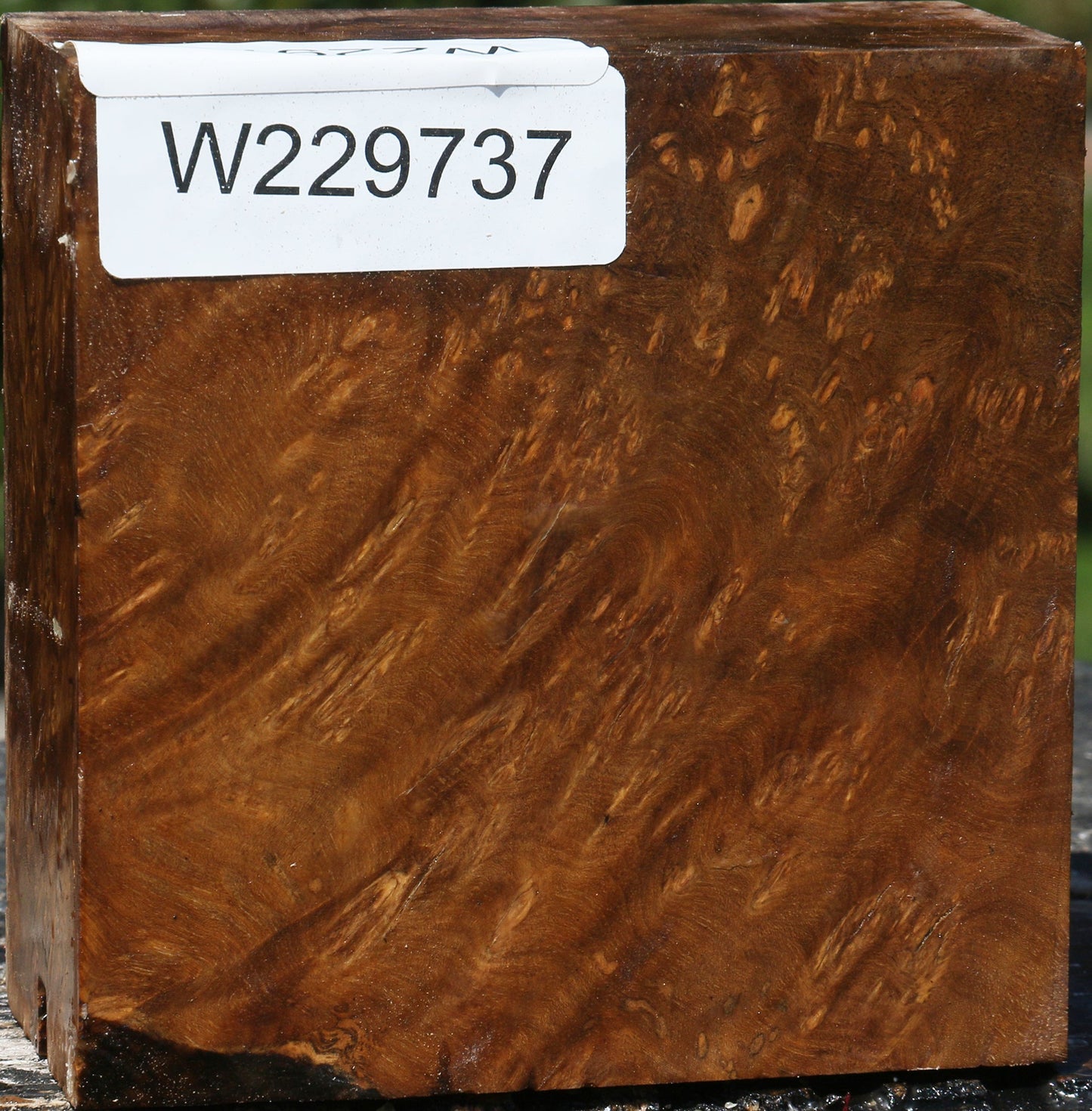 Almond Burl Bowl Blank