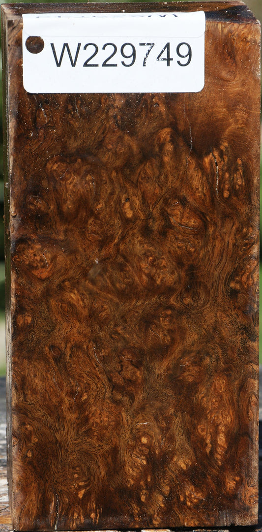 Almond Burl Turning Blank