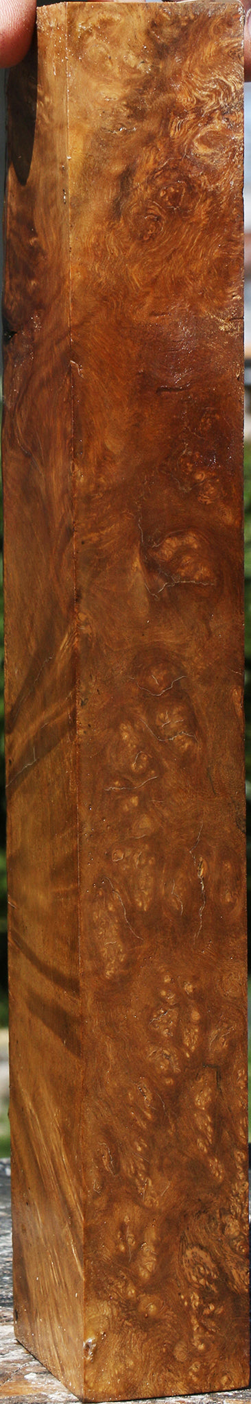 Almond Burl Turning Blank