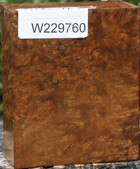 Almond Burl Turning Blank