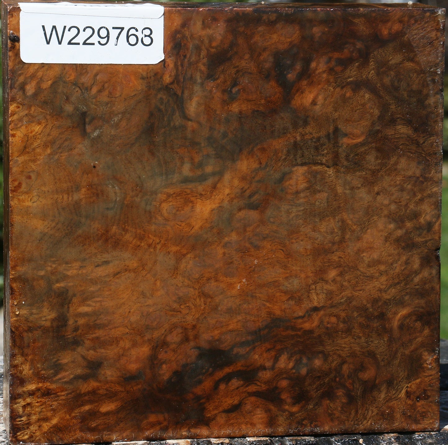 Almond Burl Bowl Blank