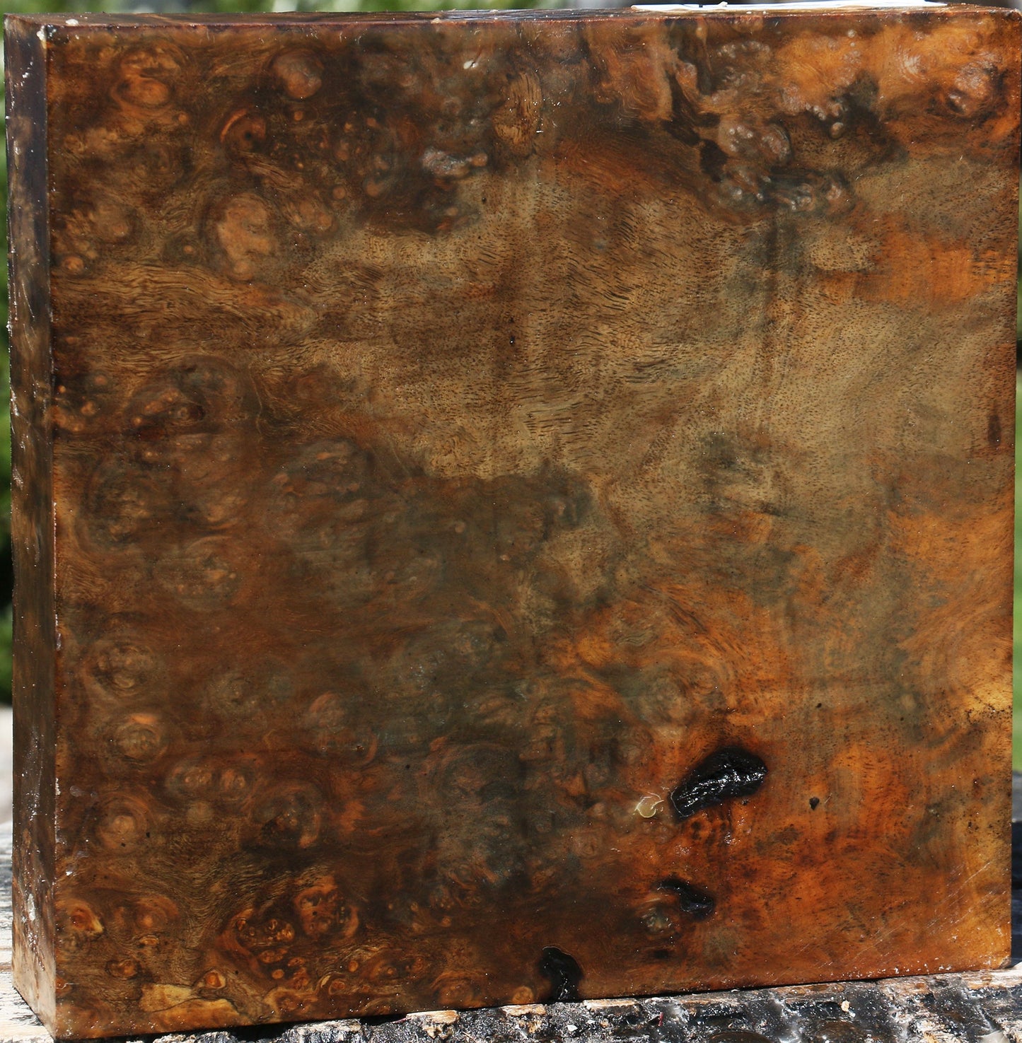 Almond Burl Bowl Blank