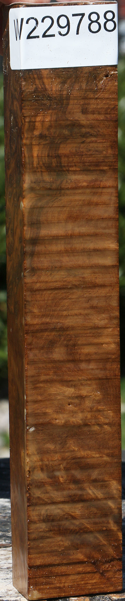 Almond Burl Turning Blank