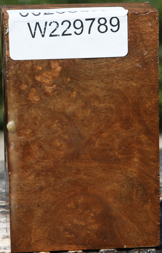 Almond Burl Turning Blank