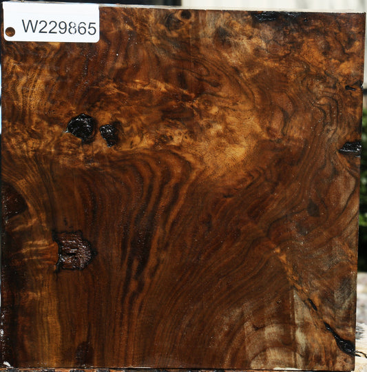 Rustic Claro Walnut Burl Bowl Blank