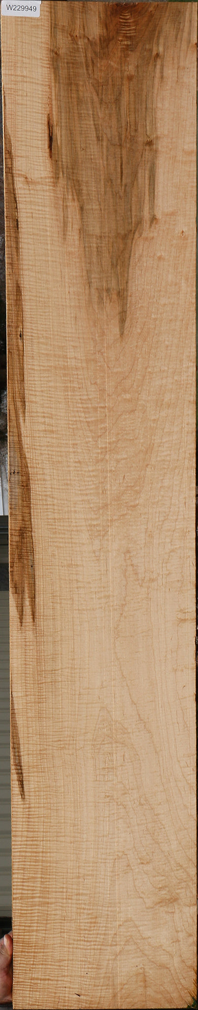 Maple, Red – Cook Woods