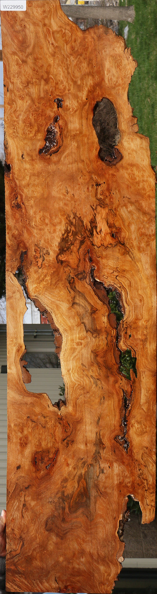 Sycamore Live Edge Lumber