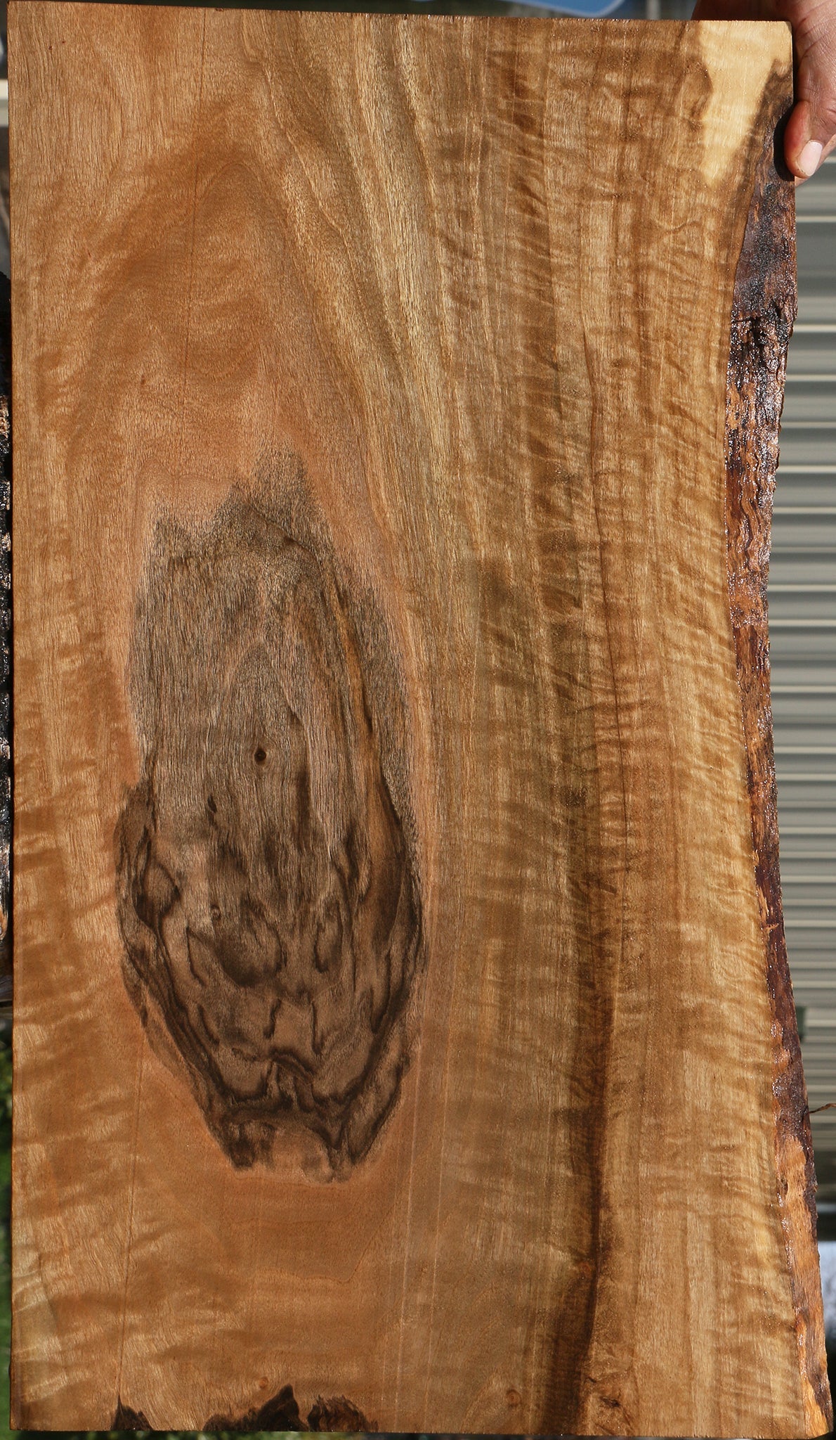 Exhibition English Walnut Live Edge Instrument Lumber