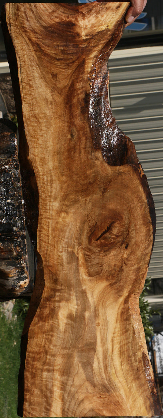Rustic English Walnut Live Edge Lumber
