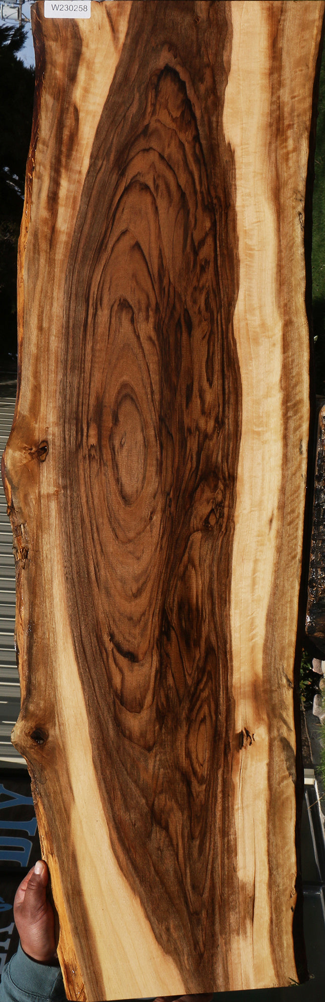 Rustic English Walnut Live Edge Lumber