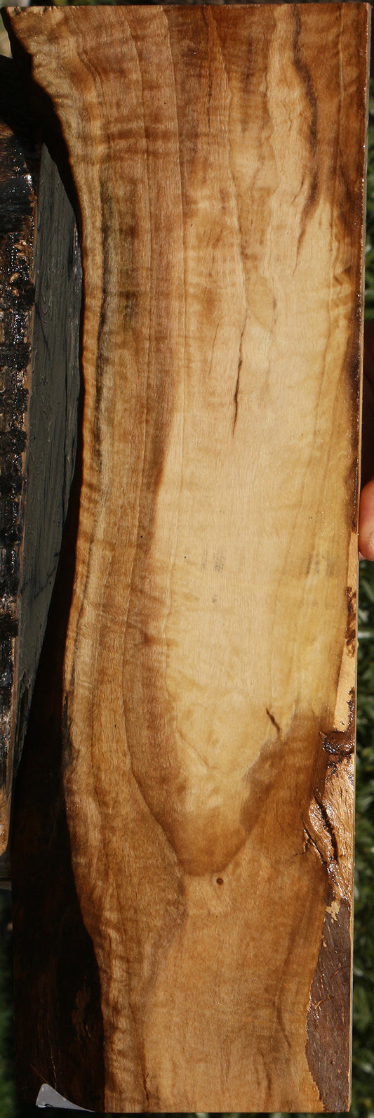 Extra Fancy English Walnut Live Edge Lumber