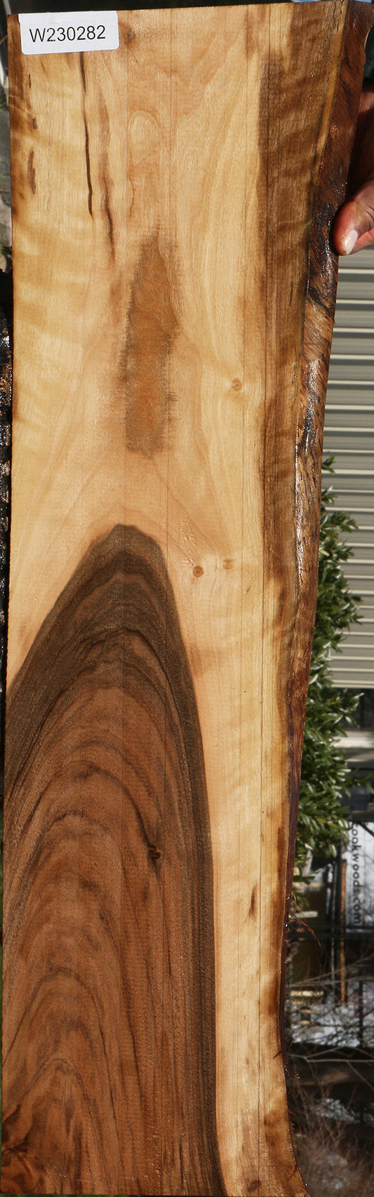 Figured English Walnut Live Edge Lumber