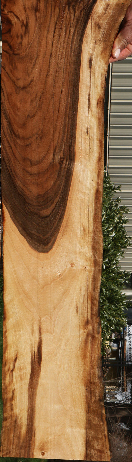 Extra Fancy English Walnut Live Edge Lumber