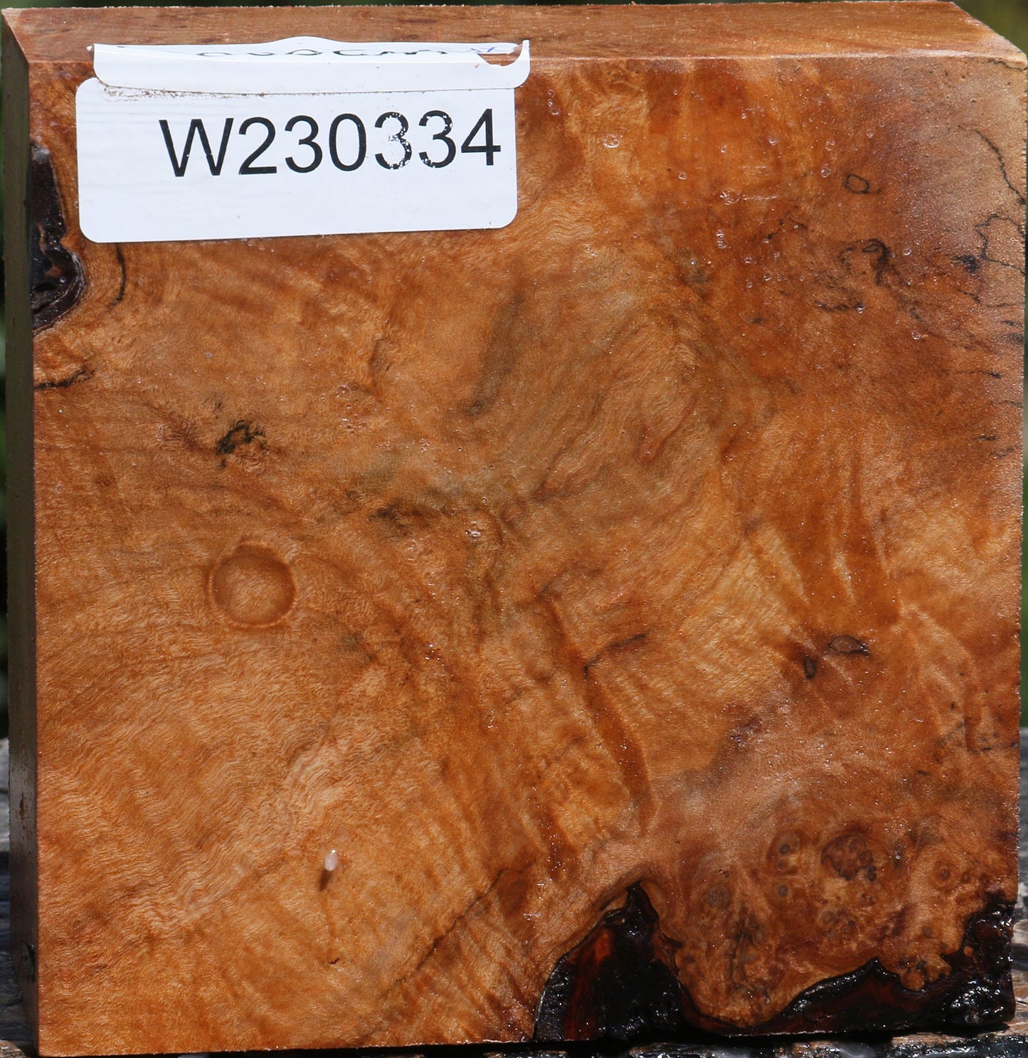 Extra Fancy Maple Burl Bowl Blank