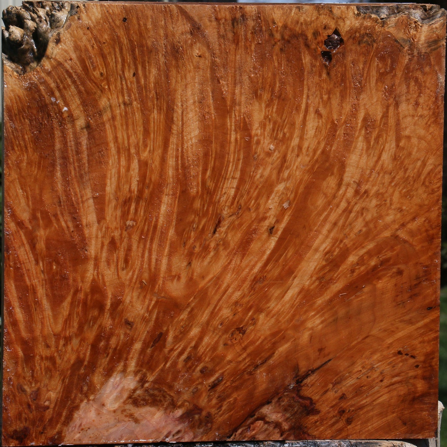 Maple Burl Bowl Blank