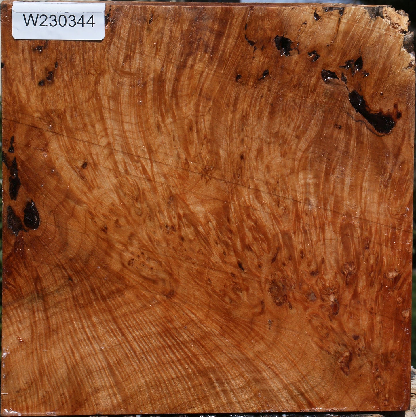 Maple Burl Bowl Blank