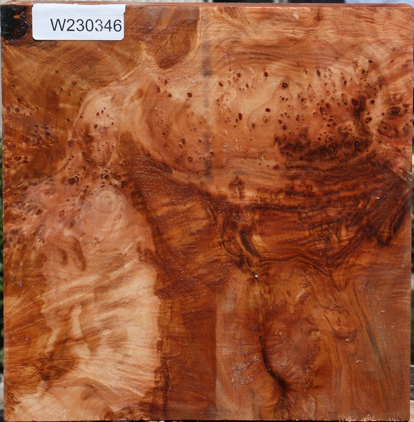 Maple Burl Bowl Blank