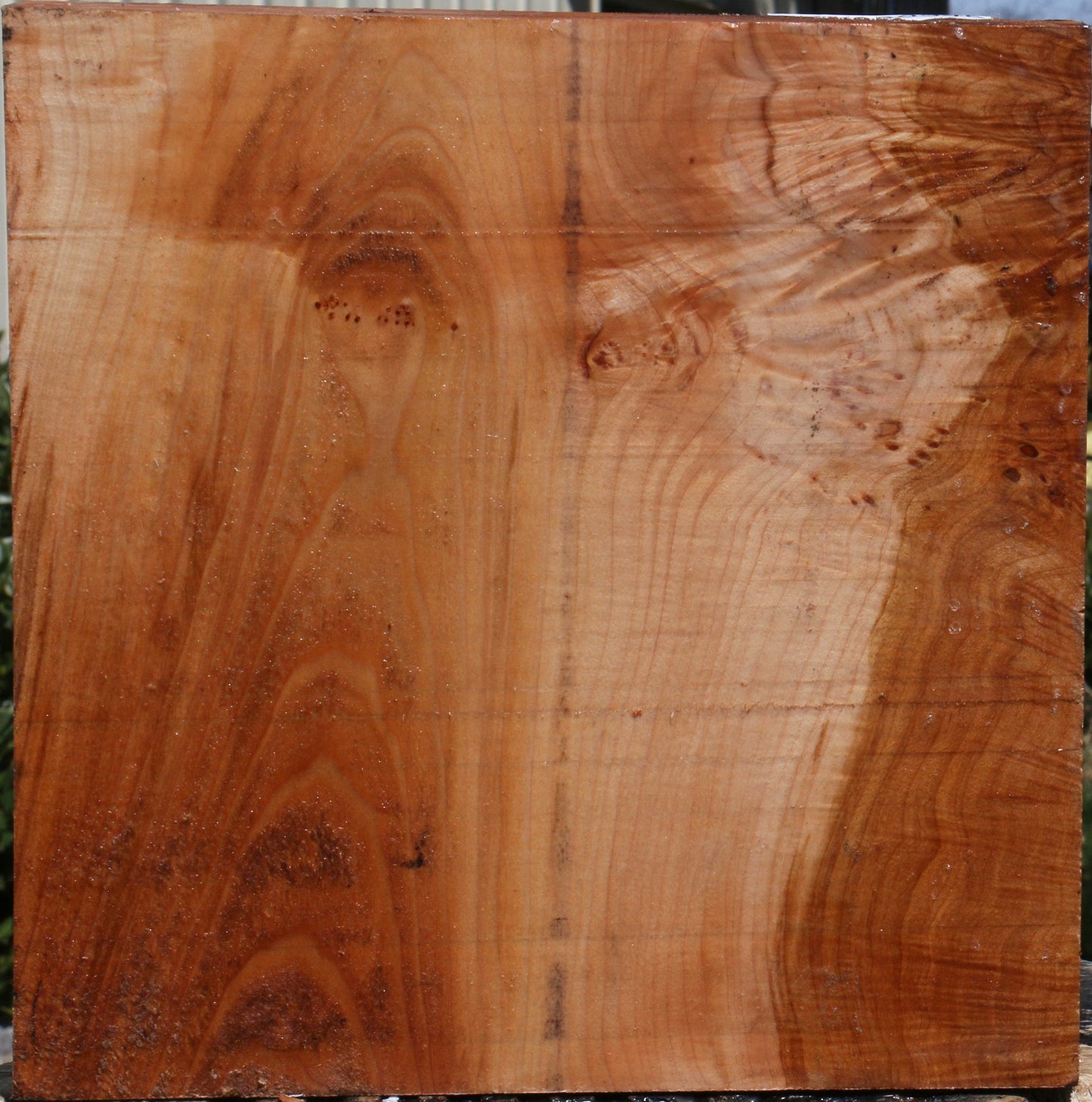 Maple Burl Bowl Blank