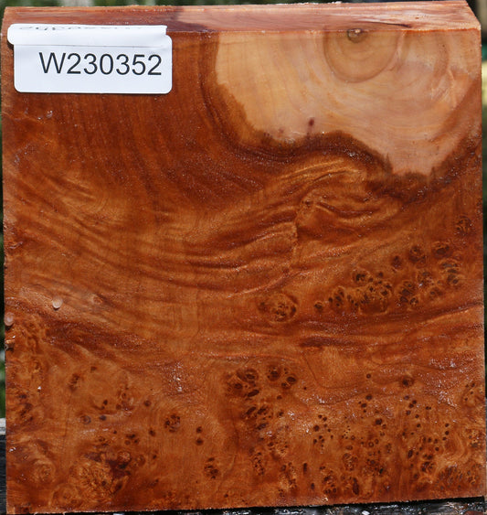 Maple Burl Bowl Blank