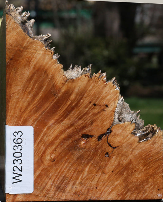 Maple Burl Live Edge Bowl Blank