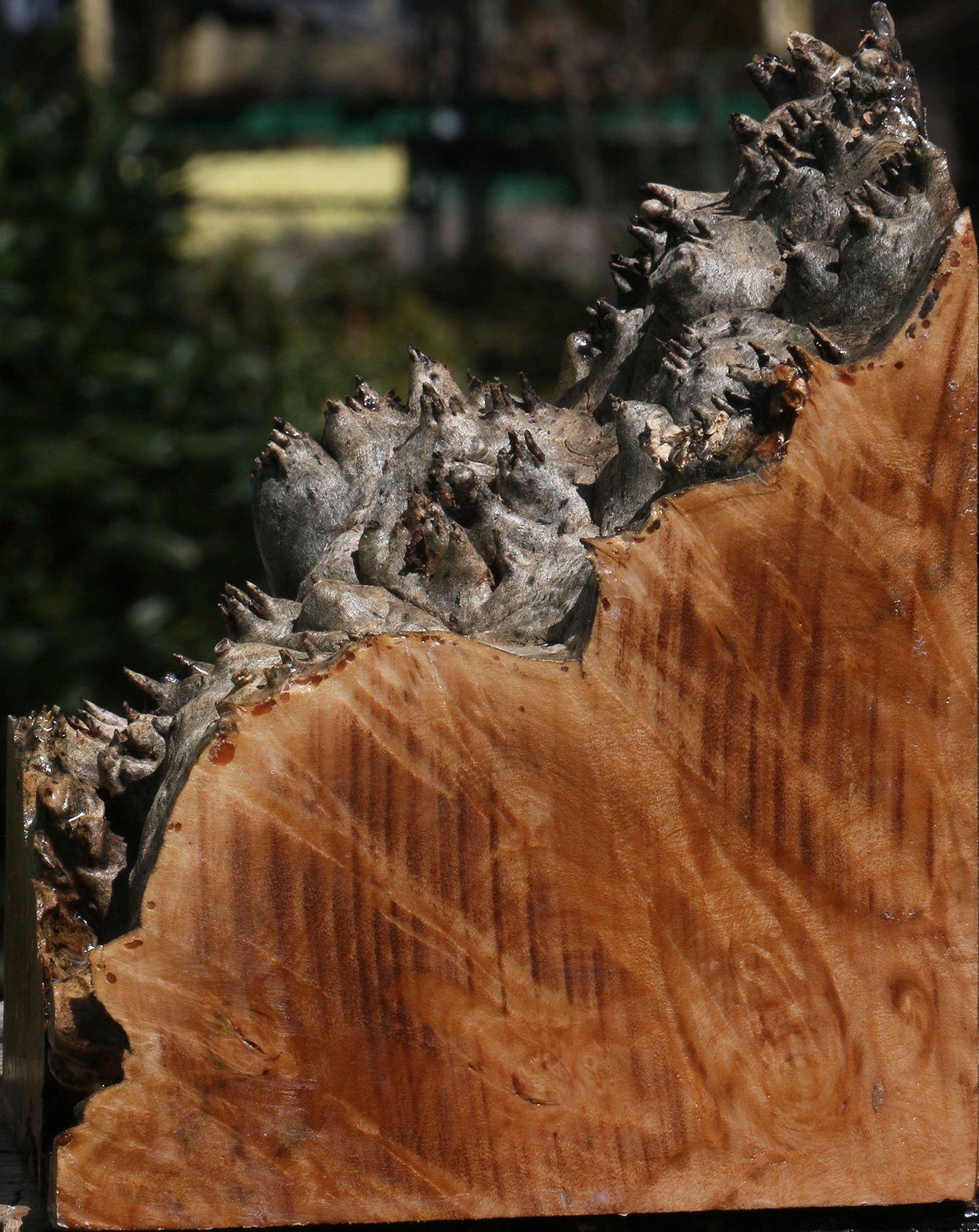 Maple Burl Live Edge Bowl Blank
