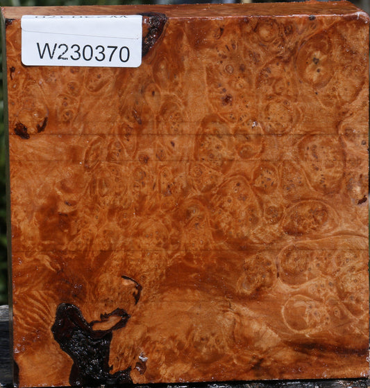 Maple Burl Bowl Blank