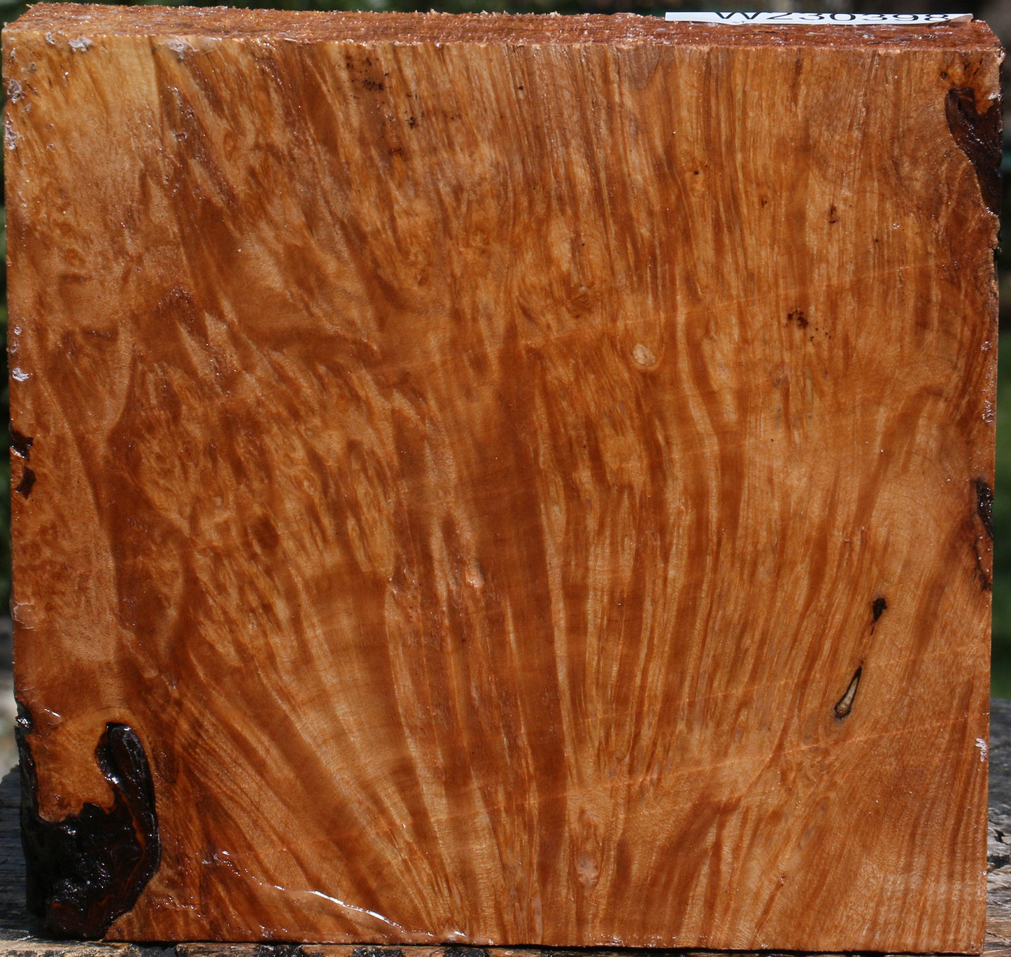 Maple Burl Bowl Blank